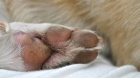 Удаление пальцев прибылых щенкам в возрасте до 10 дней