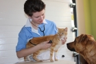 Ветеринар на дом в дневное время (до 18:00)