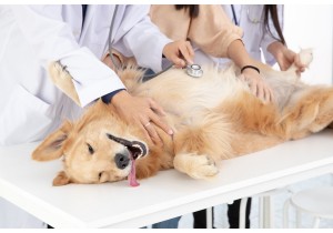 Стерилизация собаки 15-20 кг