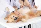 Стерилизация собаки 15-20 кг