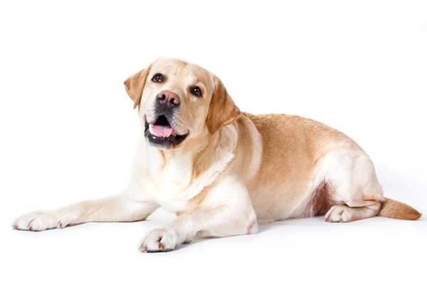 Стерилизация собаки при пиометре