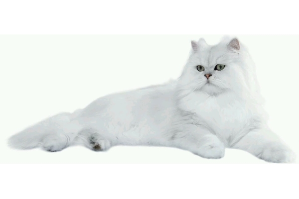 Стерилизация кошки (пиометра, беременность)
