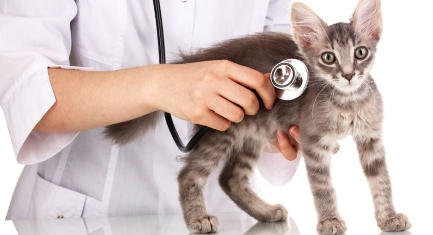 Усыпление кошки (до 5 кг) | Цена от 1500 ₽ | Выездная ветеринарная служба  «ВИТА» в Пензе на СКИДКОМ.РФ